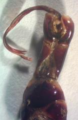 Dorcus antaeus miyashitai