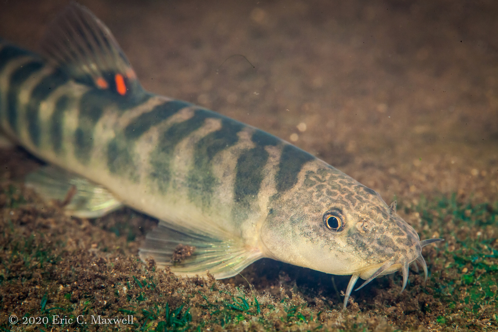 Nichol's Brook Loach