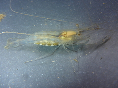 Palaemon macrodactylus