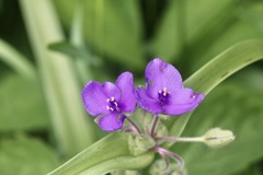 Tradescantia bracteata