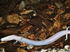 Proteus anguinus anguinus