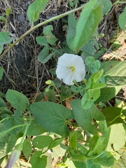 Convolvulus arvensis