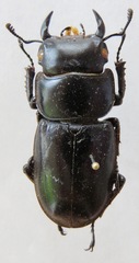 Dorcus antaeus miyashitai