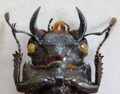 Dorcus antaeus miyashitai