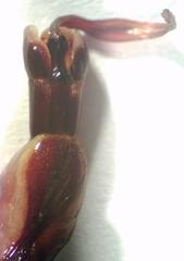 Dorcus antaeus miyashitai