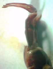 Dorcus antaeus miyashitai