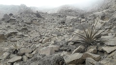 Tillandsia latifolia