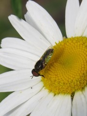 Hedriodiscus vertebratus