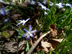 Scilla