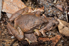 Microhyla berdmorei