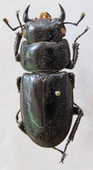 Dorcus antaeus miyashitai