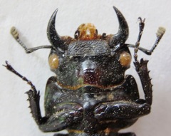 Dorcus antaeus miyashitai