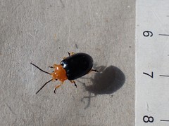 Lamprolina simillima