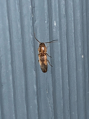 Conoderus vespertinus