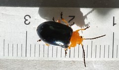 Lamprolina simillima