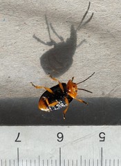 Lamprolina simillima