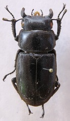 Dorcus antaeus miyashitai