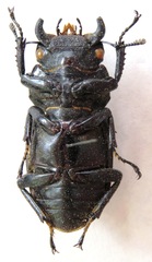Dorcus antaeus miyashitai
