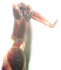 Dorcus antaeus miyashitai