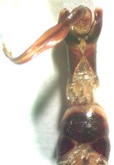 Dorcus antaeus miyashitai