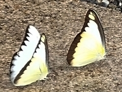 Appias lyncida eleonora