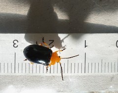 Lamprolina simillima