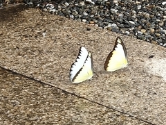 Appias lyncida eleonora