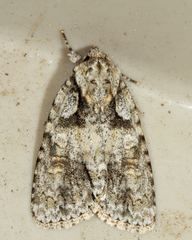 Acronicta ovata