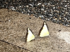 Appias lyncida eleonora