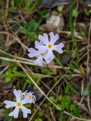 Primula mistassinica