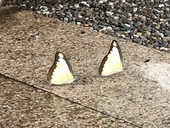 Appias lyncida eleonora