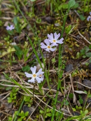 Primula mistassinica