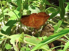 Charaxes marmax