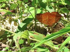 Charaxes marmax