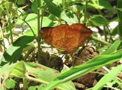 Charaxes marmax