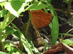 Charaxes marmax