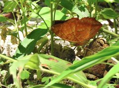 Charaxes marmax