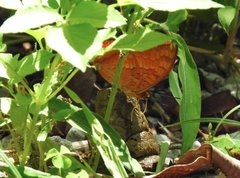 Charaxes marmax