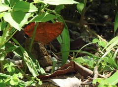 Charaxes marmax