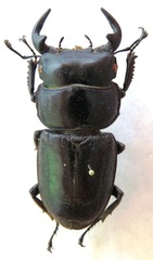 Dorcus antaeus miyashitai