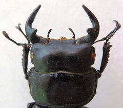 Dorcus antaeus miyashitai