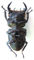 Dorcus antaeus miyashitai