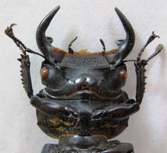 Dorcus antaeus miyashitai