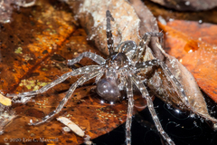 Dolomedes mizhoanus