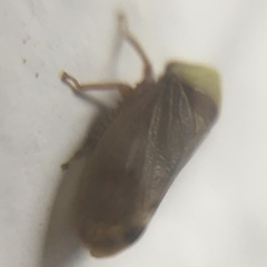 Macropsis