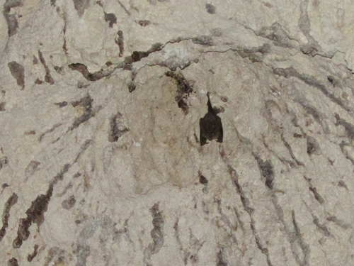 Lesser False Vampire Bat