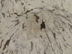 Megaderma spasma