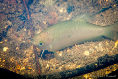 Trichopodus trichopterus