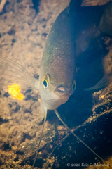 Trichopodus trichopterus