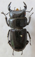 Dorcus yaksha yaksha